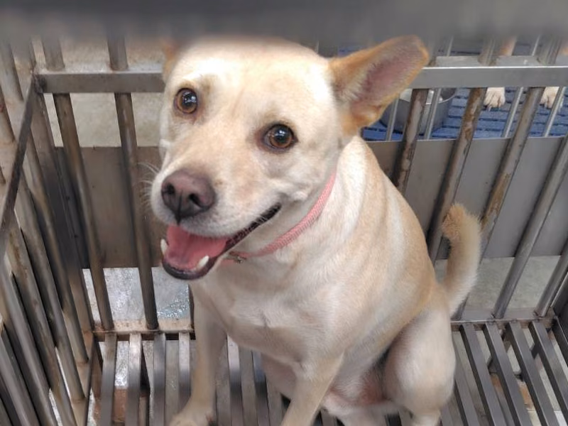 Tan adult male mixed-breed dog, Medium, shelter no. …9001