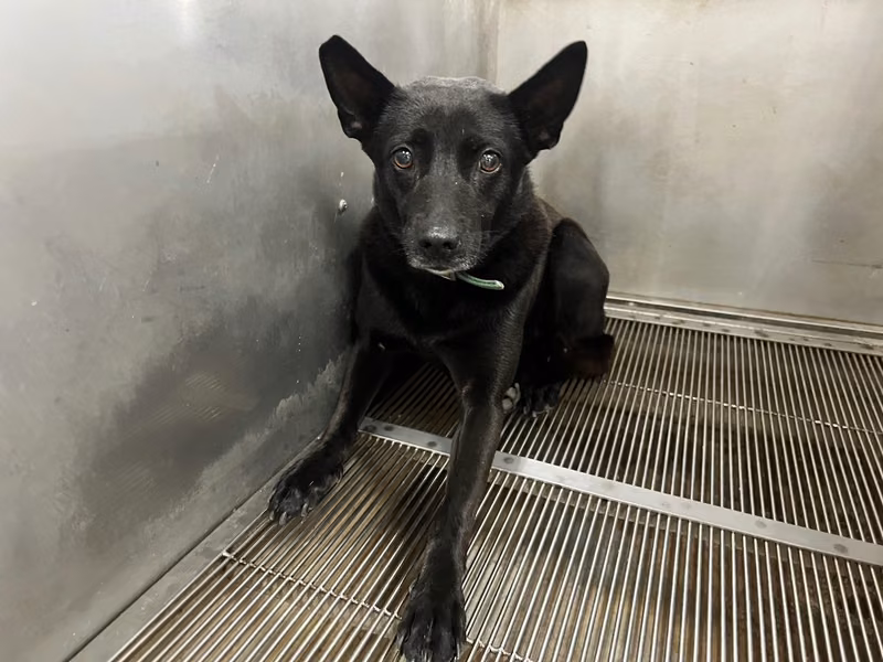 Black adult female mixed-breed dog, Medium, shelter no. …7001