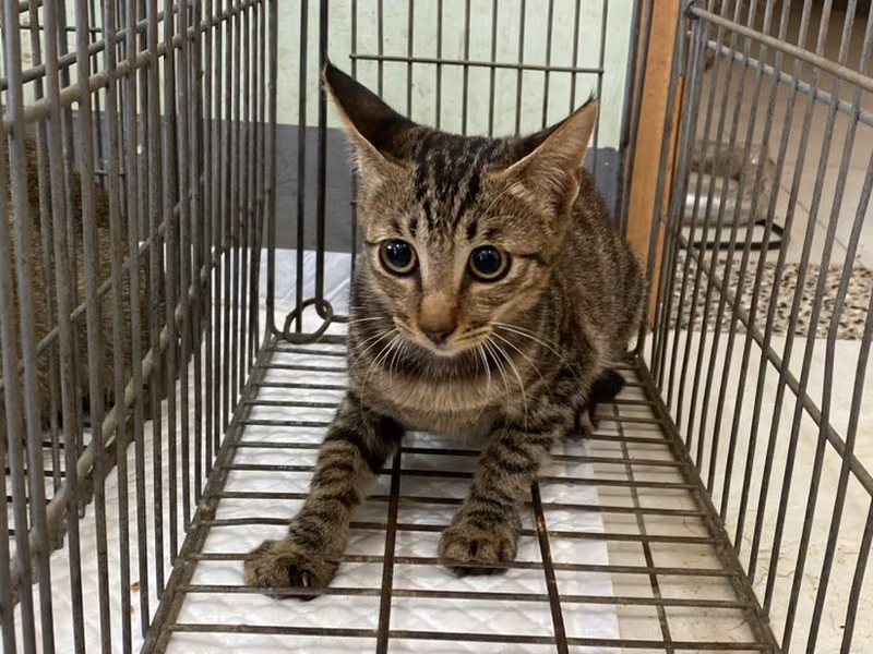 Young female mixed-breed cat, Small, shelter no. …9C06