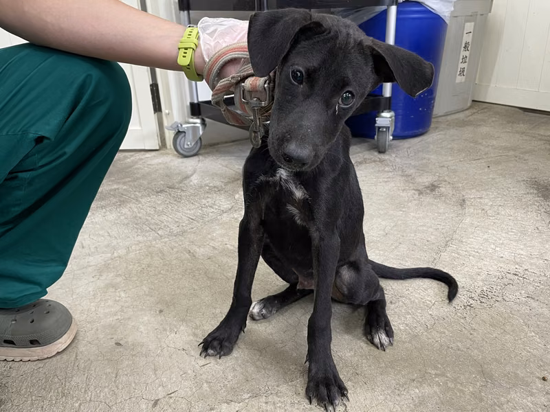 Black adult male mixed-breed dog, Medium, shelter no. …0310