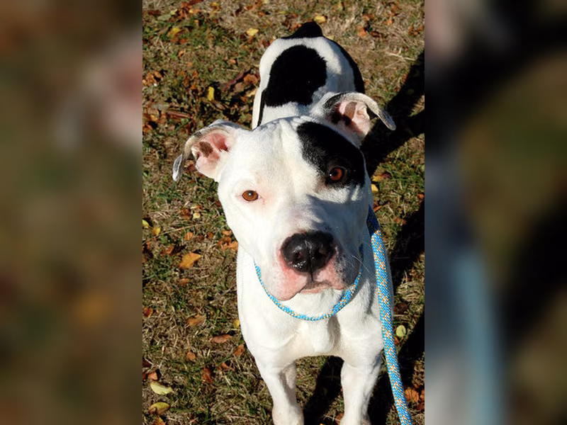 Athos, Senior · Male · Large · American Staffordshire Terrier