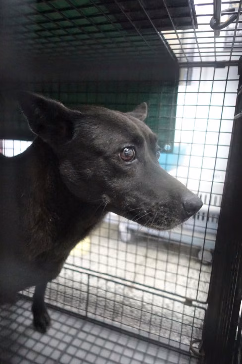 Black adult female mixed-breed dog, Large, shelter no. …2218