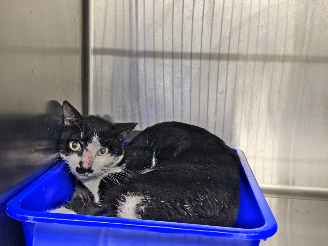 Black-and-white adult male mixed-breed cat, Small, shelter no. …3103