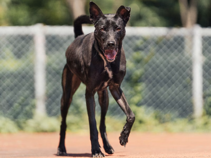 Black adult male mixed-breed dog, Medium, shelter no. …1204