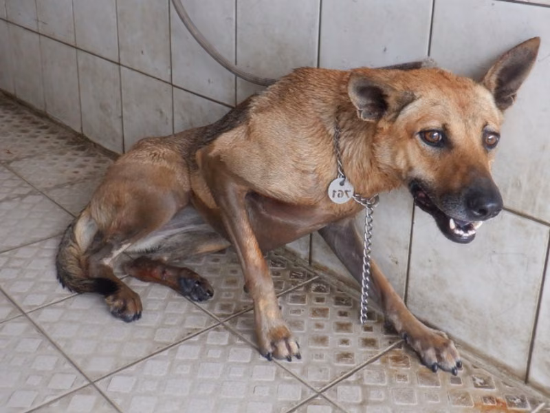 Tan adult female mixed-breed dog, Medium, shelter no. …6761