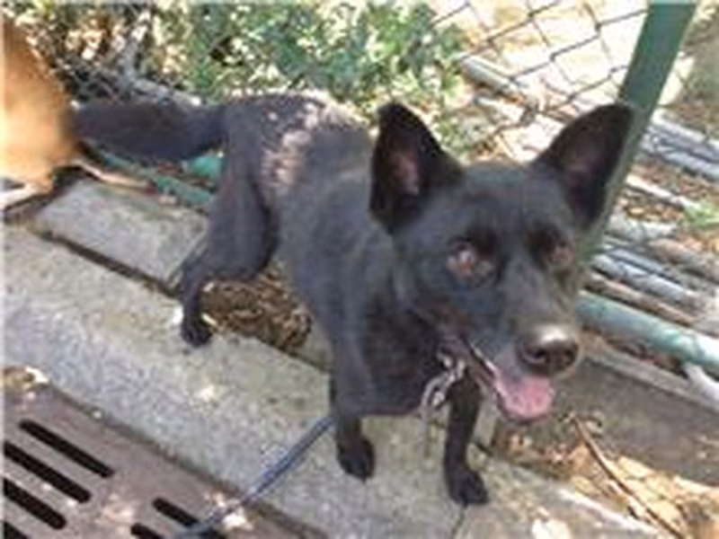 Black young female mixed-breed dog, Small, shelter no. …1408