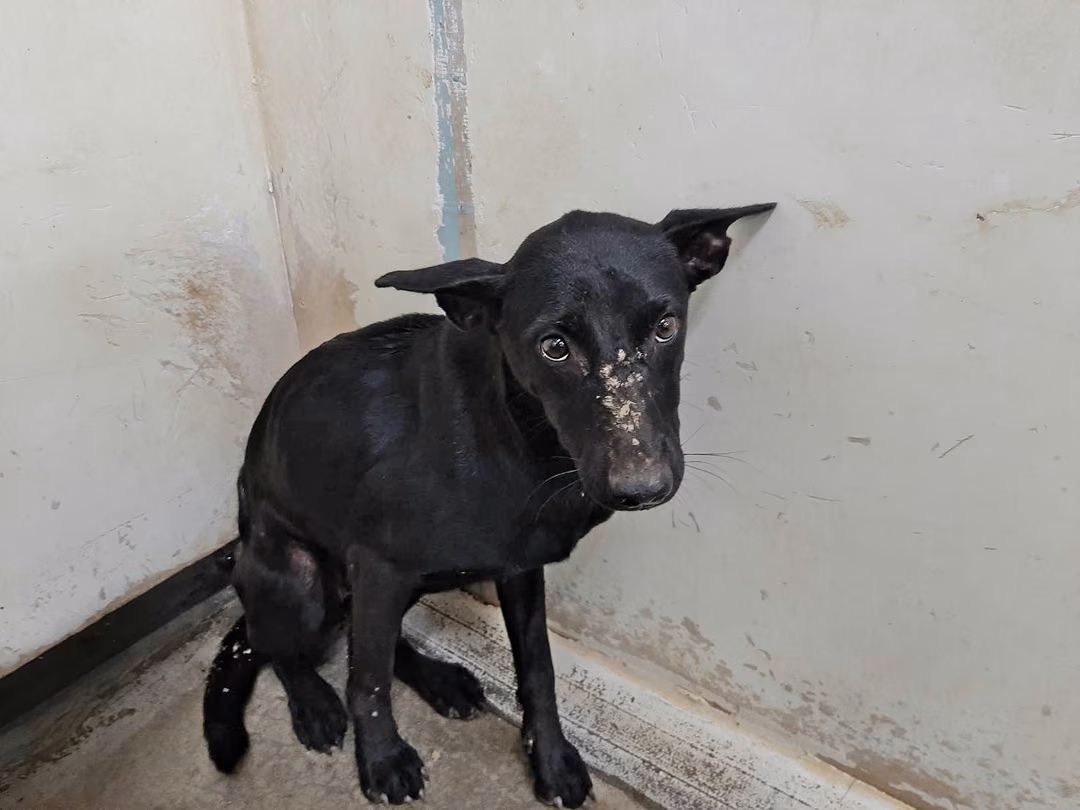 Black adult female mixed-breed dog, Medium, shelter no. …2208