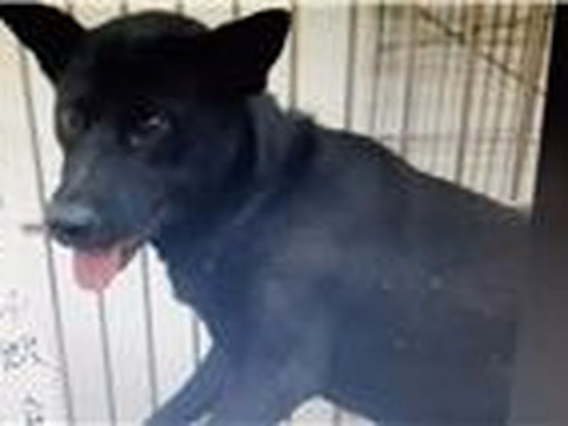 Tan male mixed-breed dog, Large, shelter no. …079D