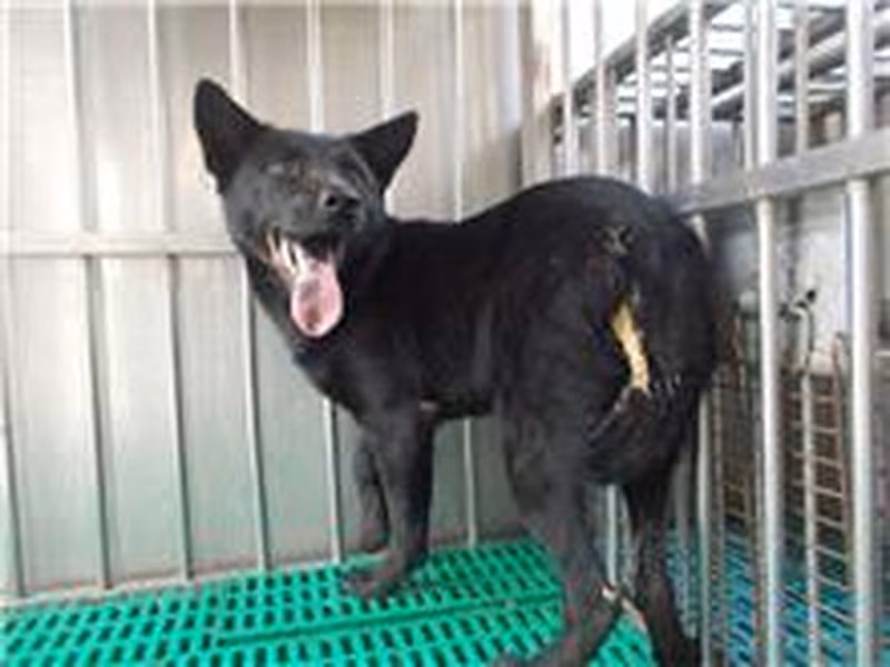 Black adult male mixed-breed dog, Medium, shelter no. …9271
