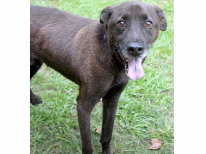 Black adult male mixed-breed dog, Large, shelter no. …6003
