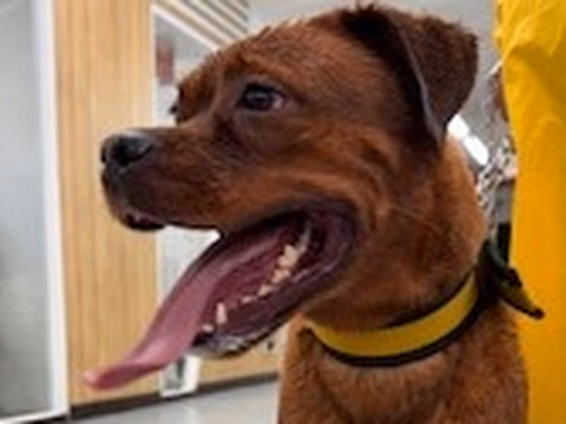 Brown adult female mixed-breed dog, Large, shelter no. …7001