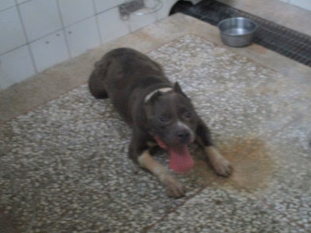 Brown-and-gray adult male American Pit Bull Terrier, Large, shelter no. …6A23