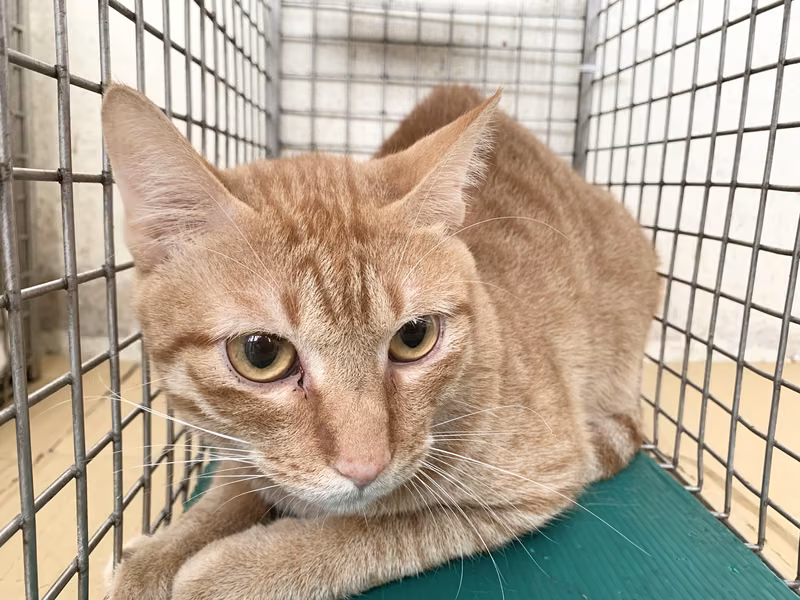 Orange tabby adult male mixed-breed cat, Small, shelter no. …2101