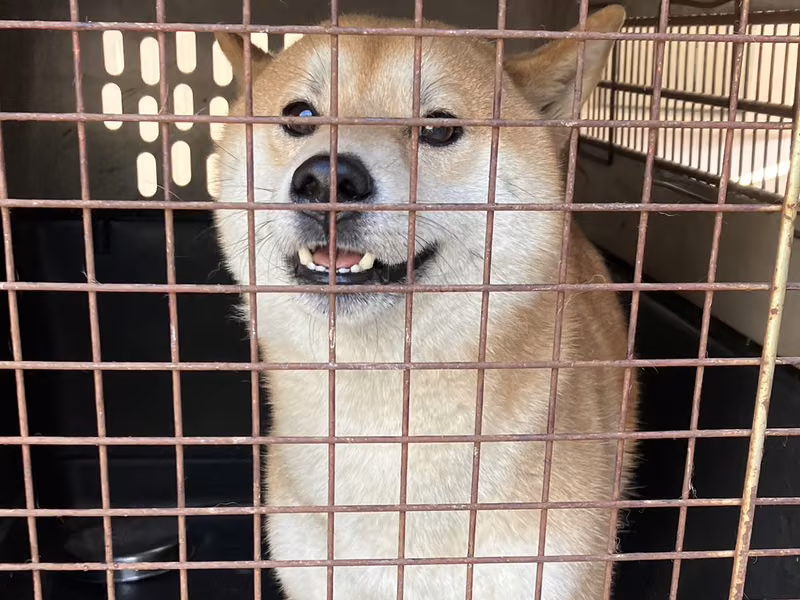 Tan adult male Shiba Inu, Medium, shelter no. …2001