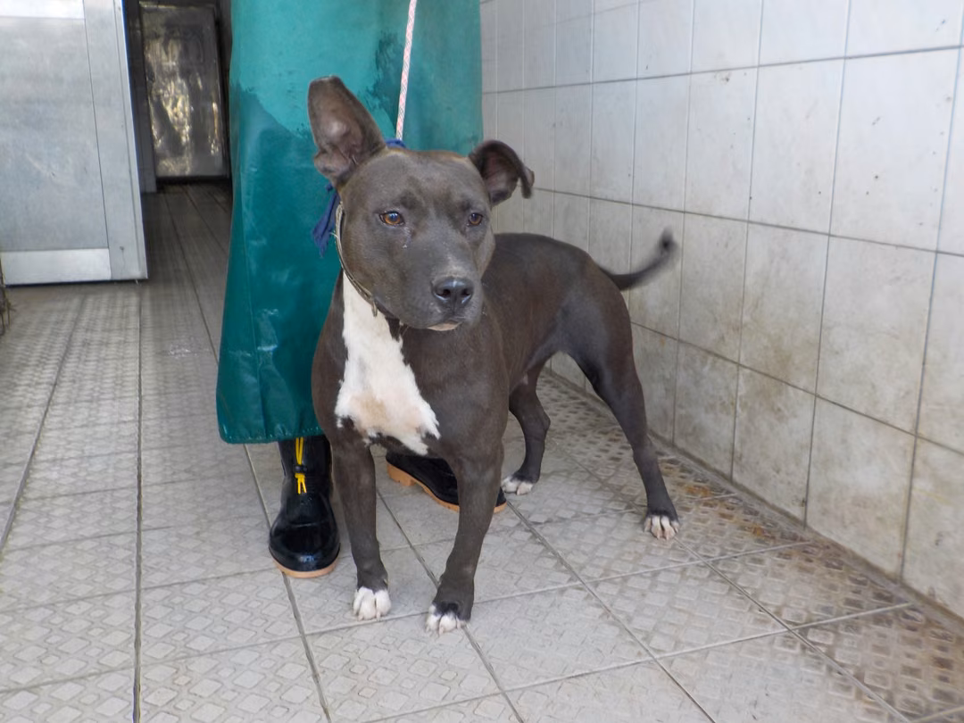 Black adult female mixed-breed dog, Medium, shelter no. …1805