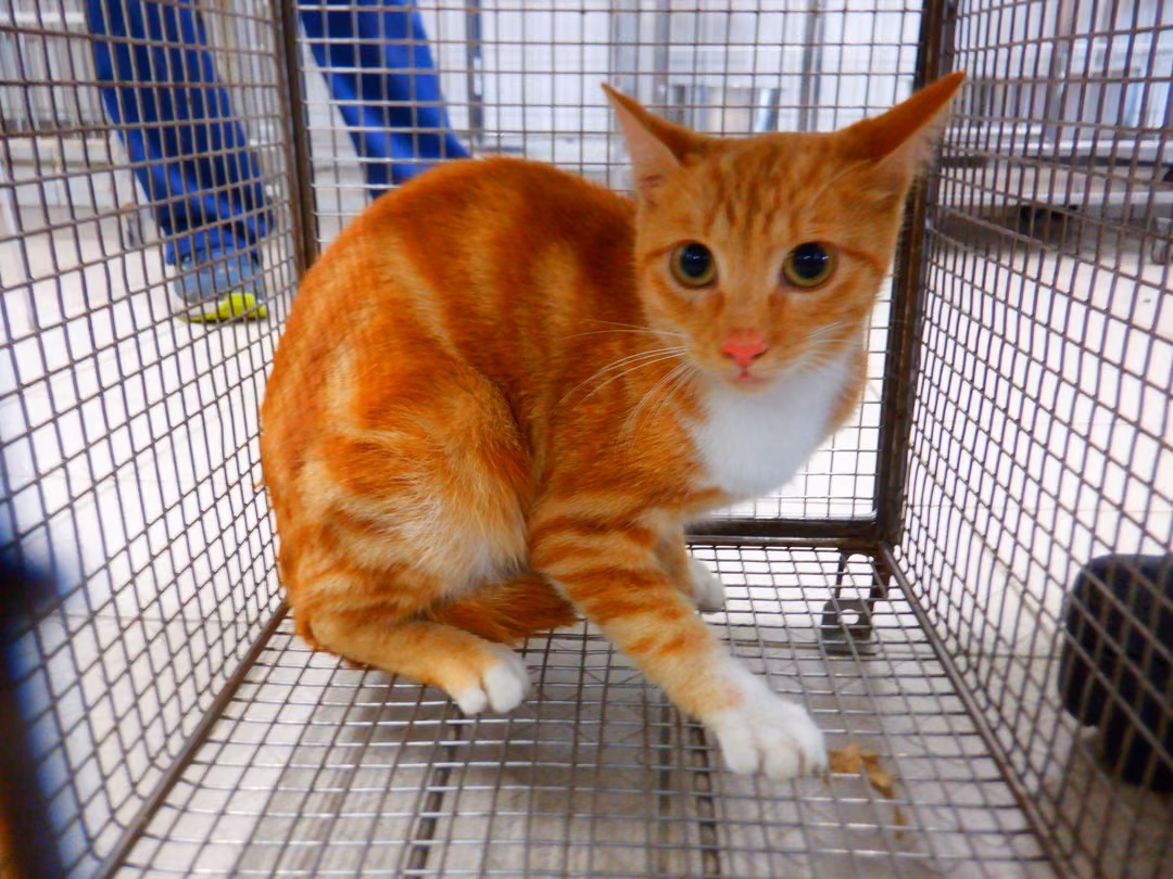 ミックス猫(メス・成猫・茶と白)、小型, 施設番号 …13C1