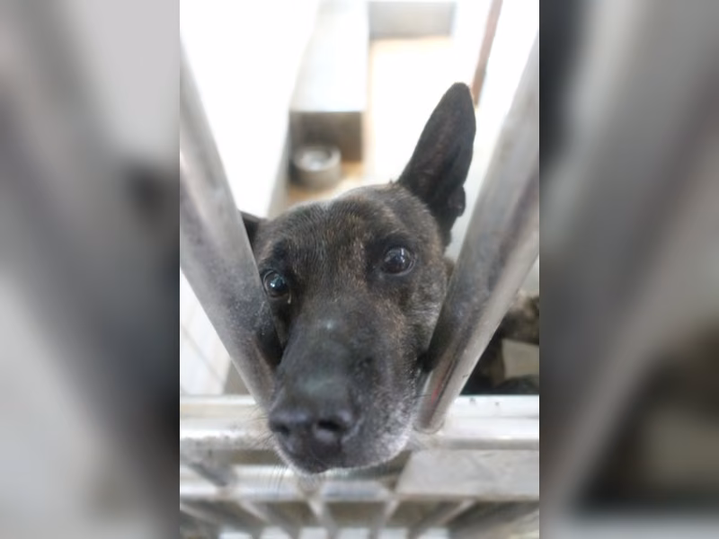 Tabby adult male mixed-breed dog, Large, shelter no. …2334