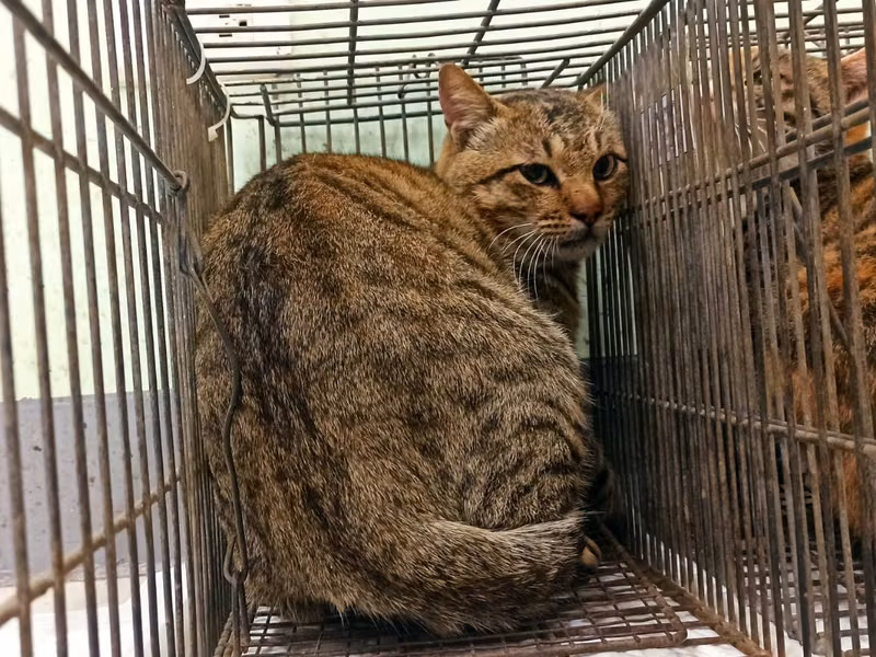 Adult male mixed-breed cat, Small, shelter no. …9C01