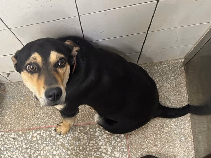 Black adult female mixed-breed dog, Large, shelter no. …9A25