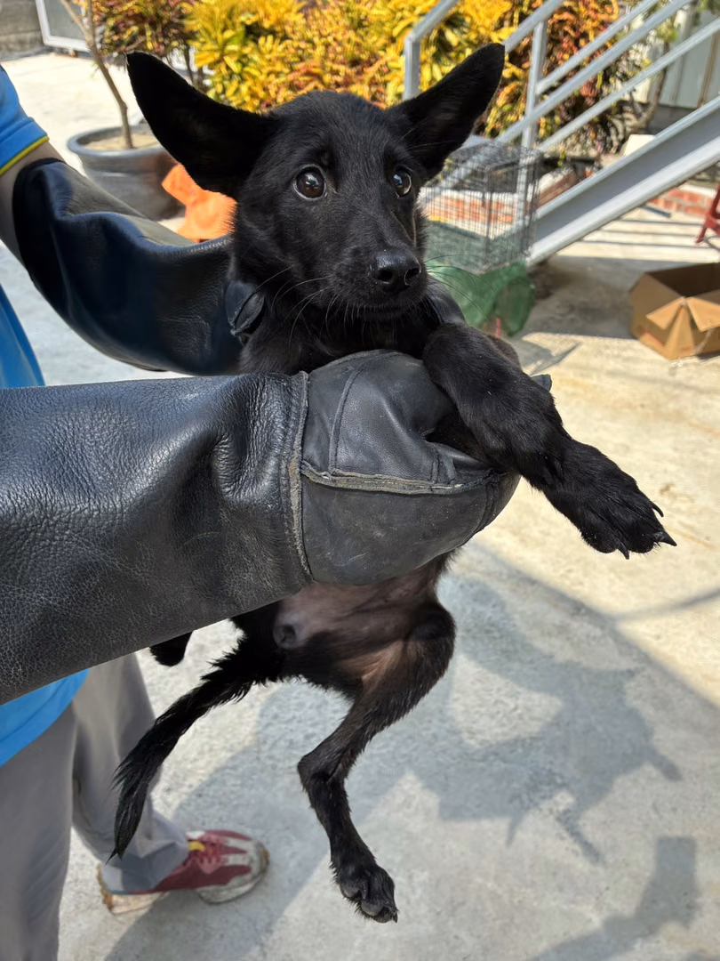 Black young female mixed-breed dog, Small, shelter no. …7021