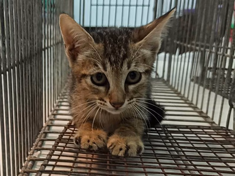 Young male mixed-breed cat, Small, shelter no. …0C05