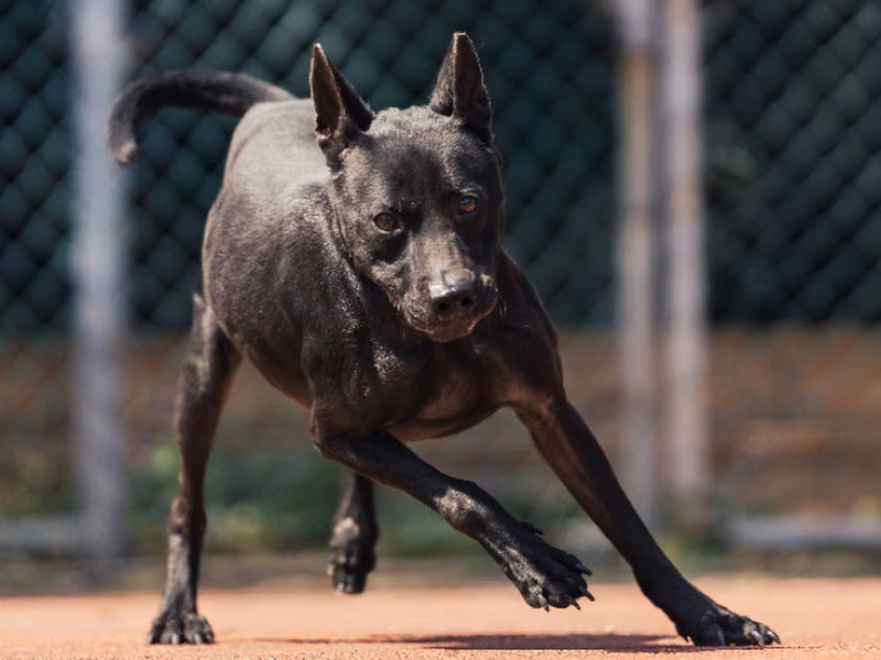 Black adult male mixed-breed dog, Medium, shelter no. …0501