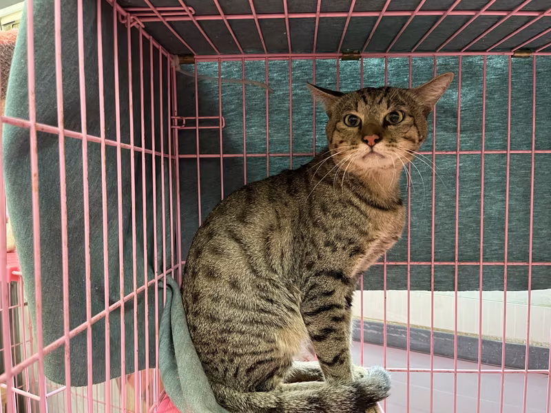 Tabby adult male mixed-breed cat, Medium, shelter no. …2901