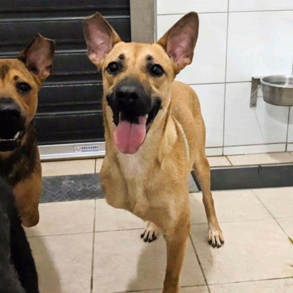 Tan adult female mixed-breed dog, Medium, shelter no. …9002