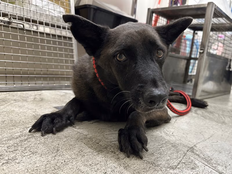 Black adult male mixed-breed dog, Medium, shelter no. …0201