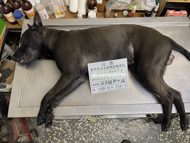 Black adult male mixed-breed dog, Large, shelter no. …065D
