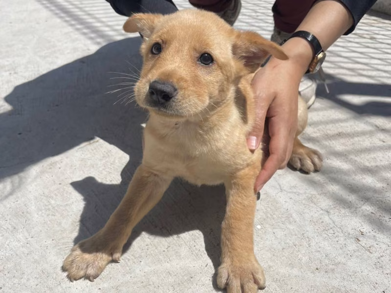 黃色青年母混種犬，小型, 收容編號 …5D06