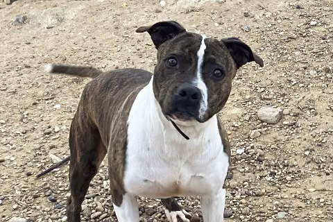 Triana, Senior · Female · Medium · Mixed breed