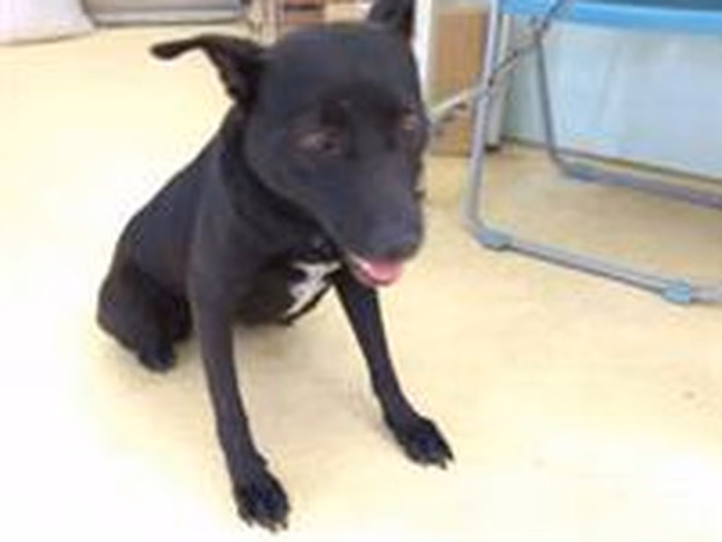 Black adult female mixed-breed dog, Medium, shelter no. …7003