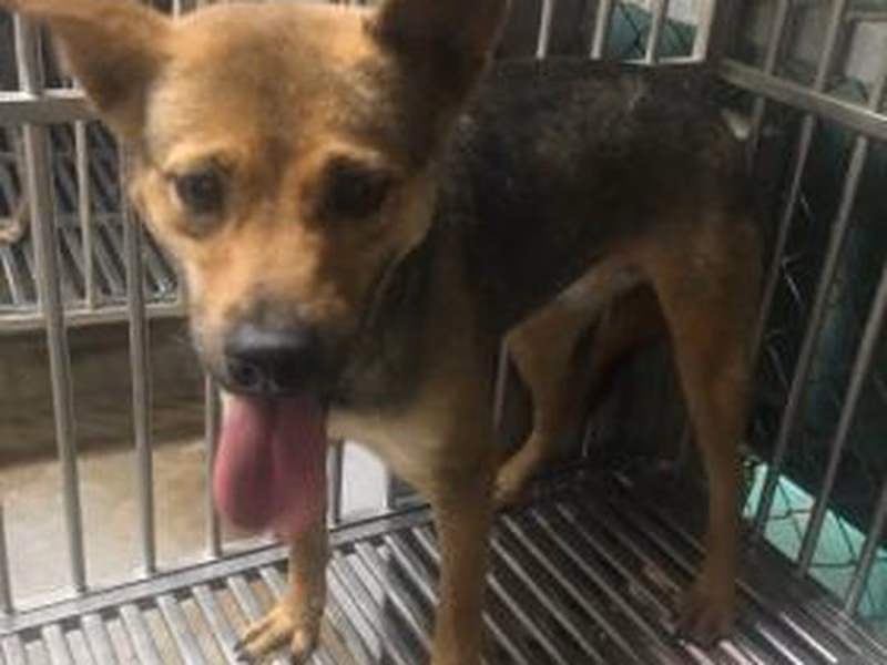 Black-and-tan adult female mixed-breed dog, Medium, shelter no. …8003