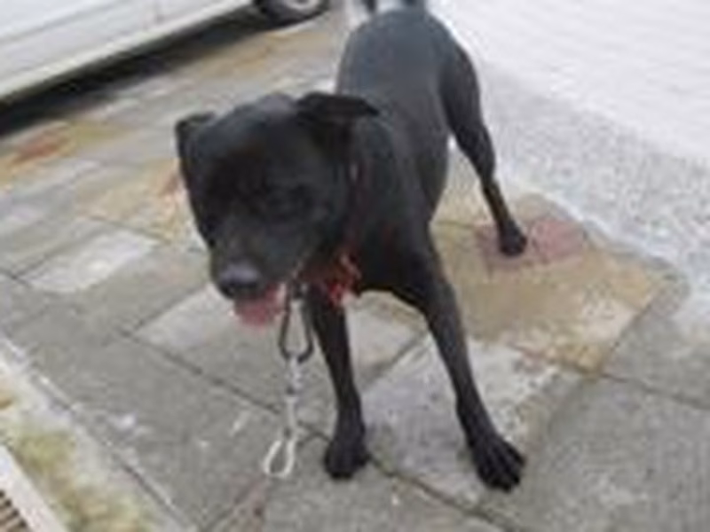 Black adult male mixed-breed dog, Medium, shelter no. …7001