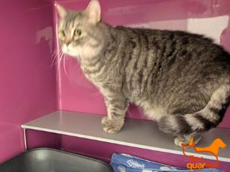 Gray tabby adult male British Shorthair, shelter no. …4373
