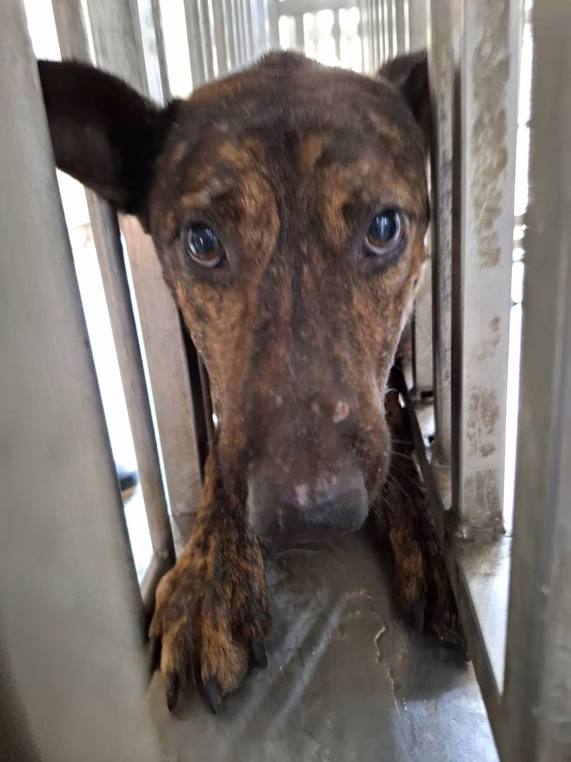 Tabby adult male mixed-breed dog, Medium, shelter no. …7-02