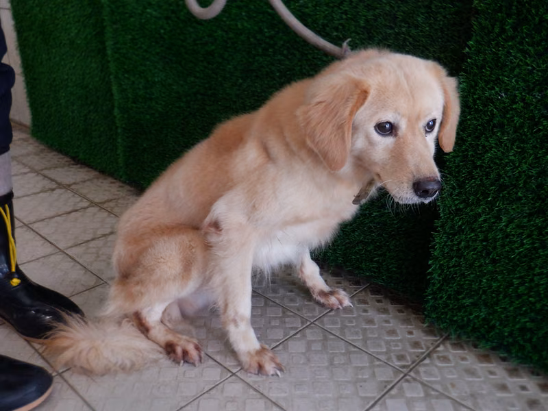 Tan adult male mixed-breed dog, Medium, shelter no. …1794