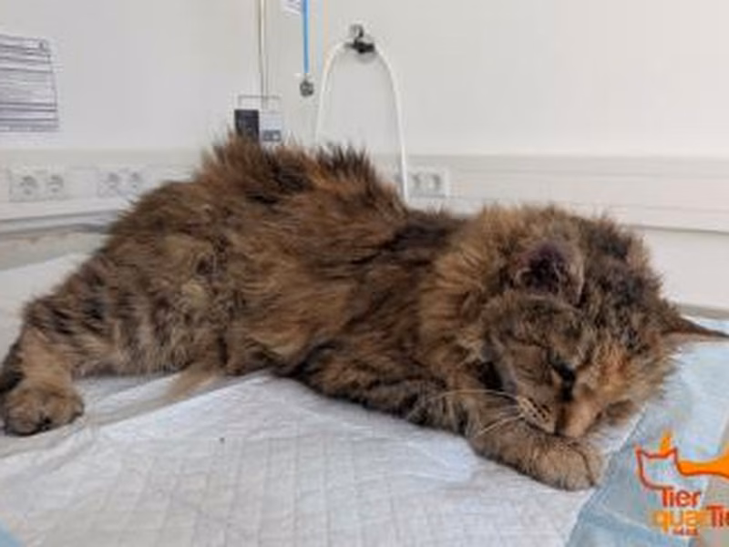 Brown female domestic long-haired cat, shelter no. …4117
