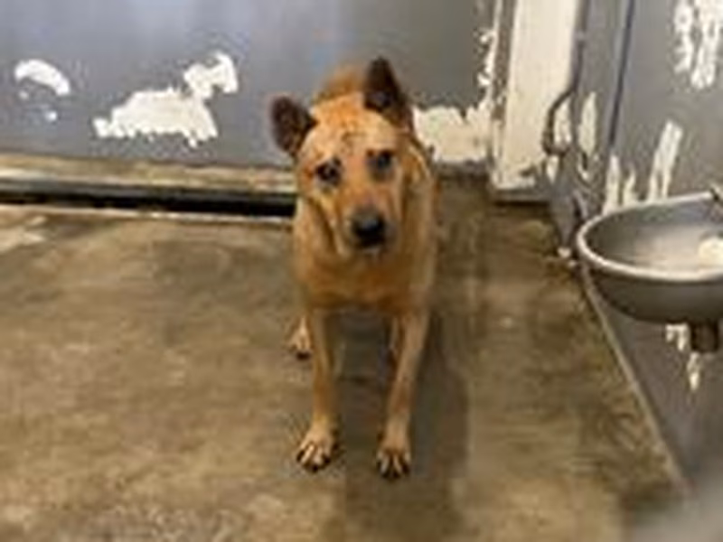 Tan adult male mixed-breed dog, Medium, shelter no. …3004