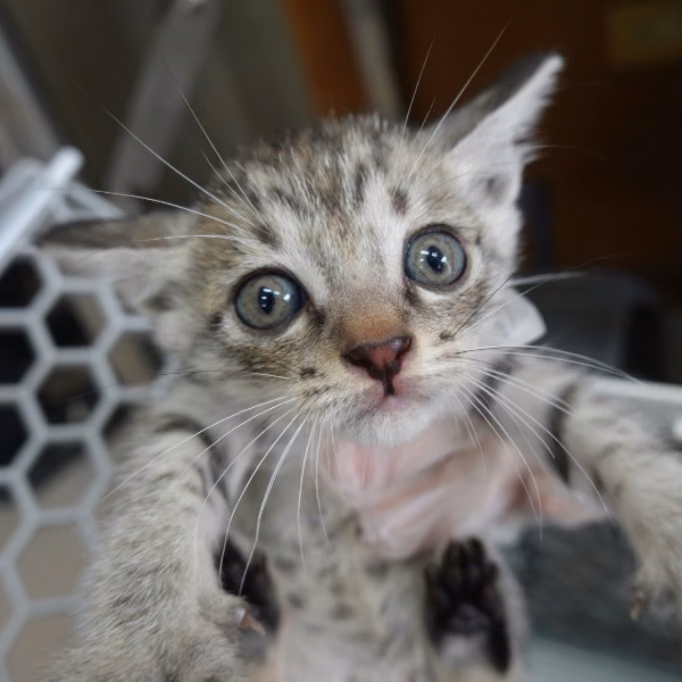 Tabby young male mixed-breed cat, Small, shelter no. …8-02