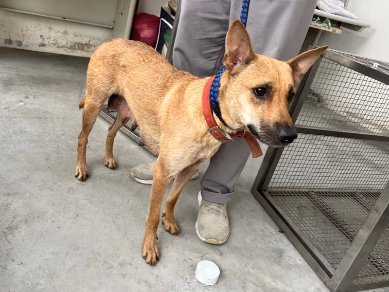 Tan adult female mixed-breed dog, Medium, shelter no. …2106