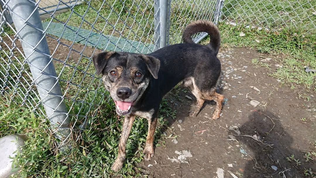 Black-and-brown adult male mixed-breed dog, Medium, shelter no. …1805