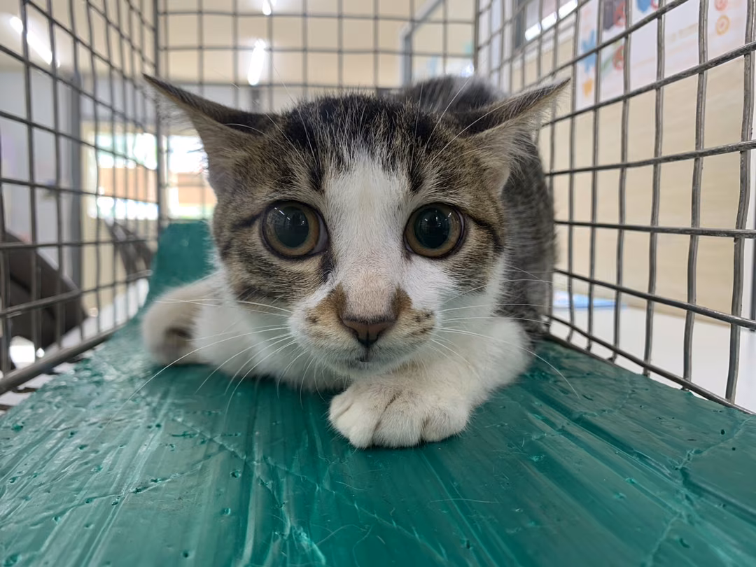 Tabby-and-white adult female mixed-breed cat, Medium, shelter no. …1005