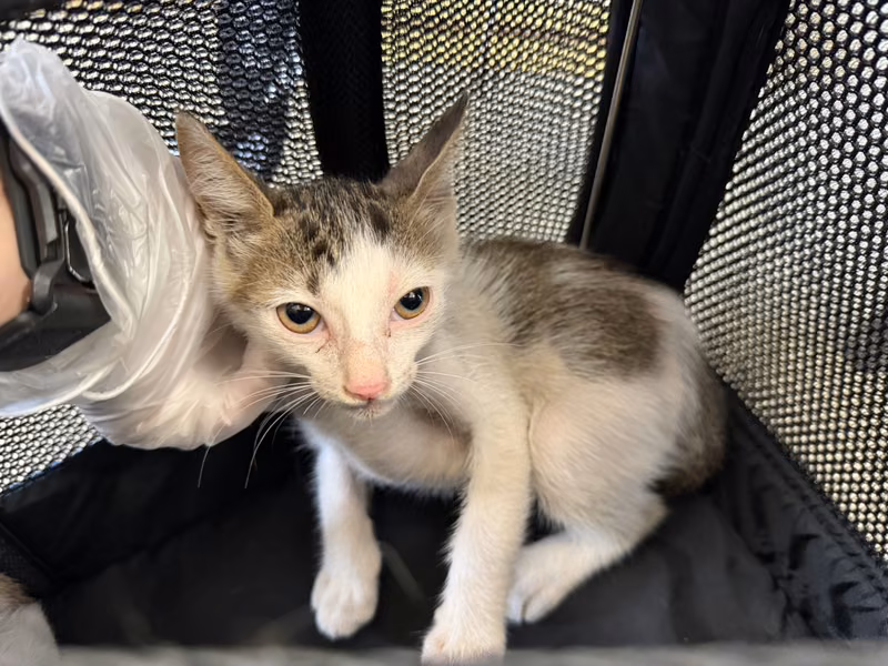 Tabby-and-white young female mixed-breed cat, Small, shelter no. …3009