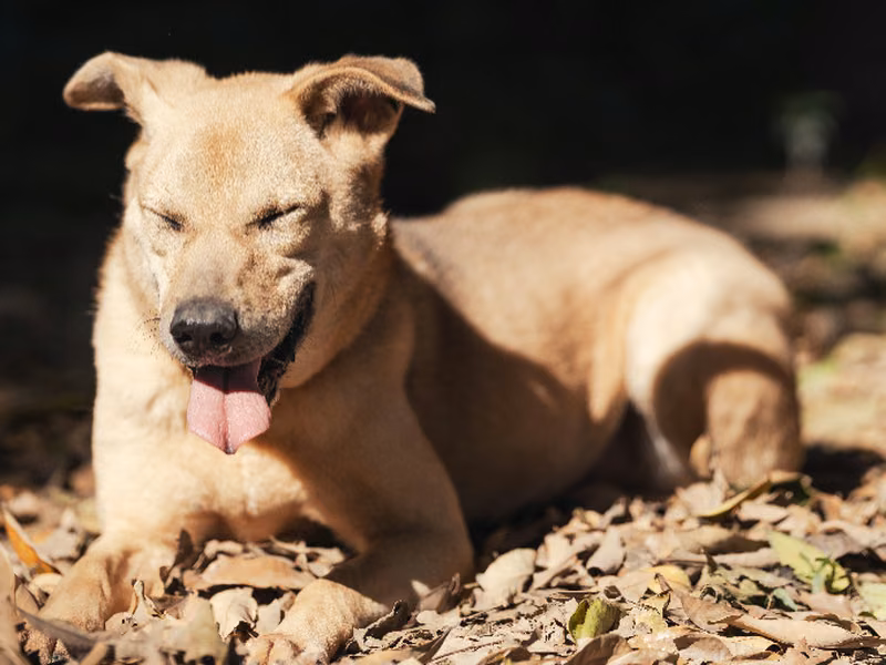 Tan adult male mixed-breed dog, Medium, shelter no. …2503