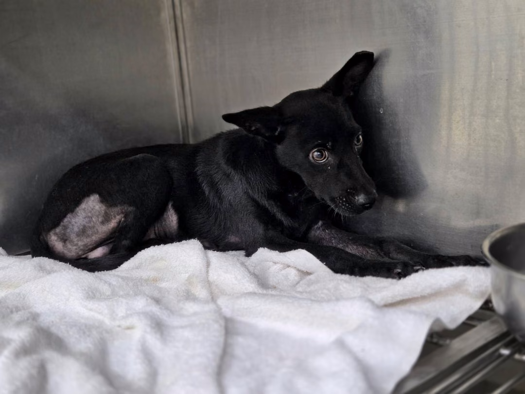 Black young male mixed-breed dog, Small, shelter no. …1707