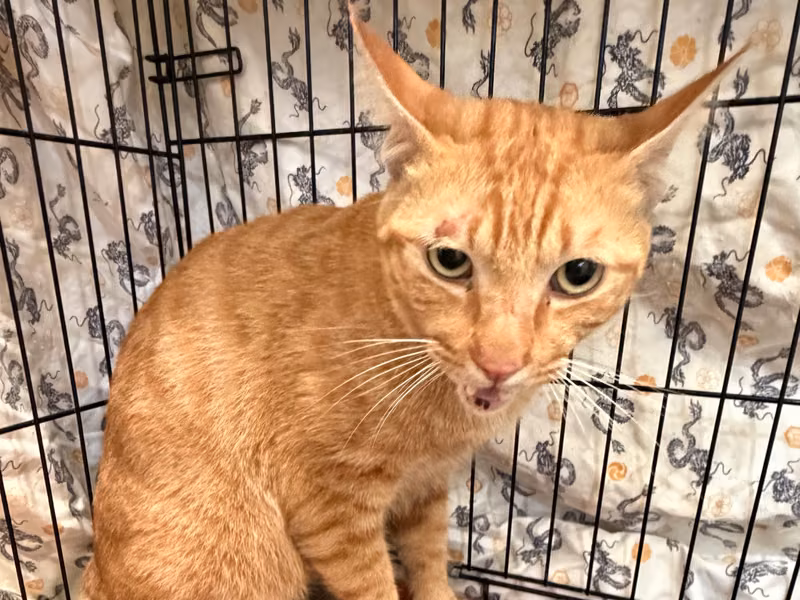 Orange tabby adult male mixed-breed cat, Medium, shelter no. …8001