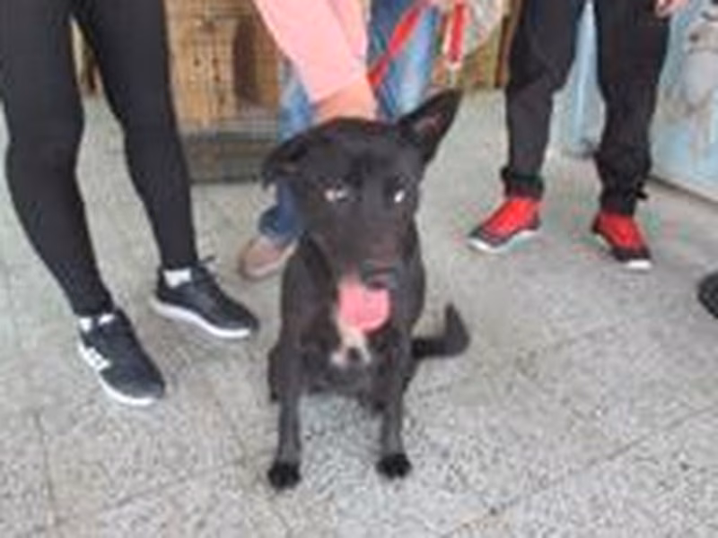 Black adult female mixed-breed dog, Medium, shelter no. …0020
