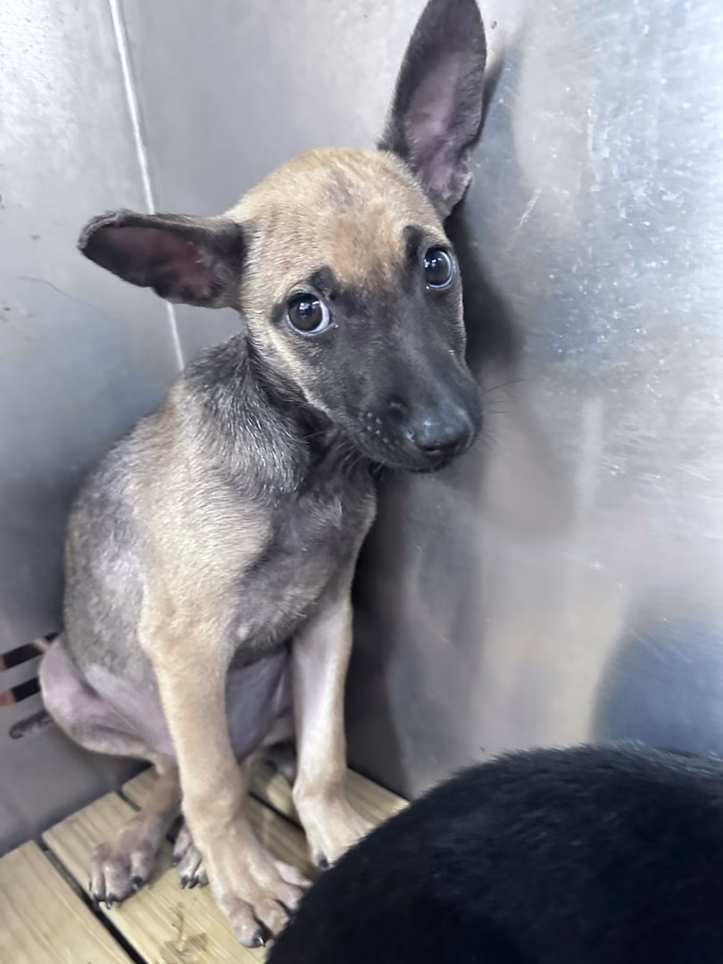 Black-and-tan young female mixed-breed dog, Small, shelter no. …2004